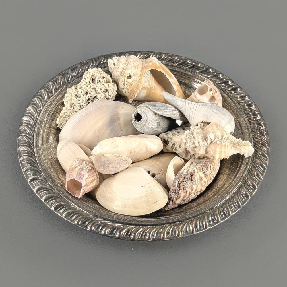 Wm. Rogers Silverplate Bowl with Natural Seashells and Coral Coastal Decor